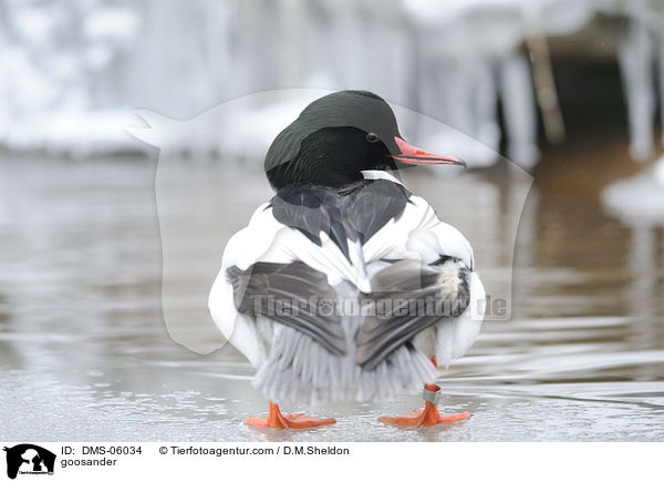 goosander / DMS-06034