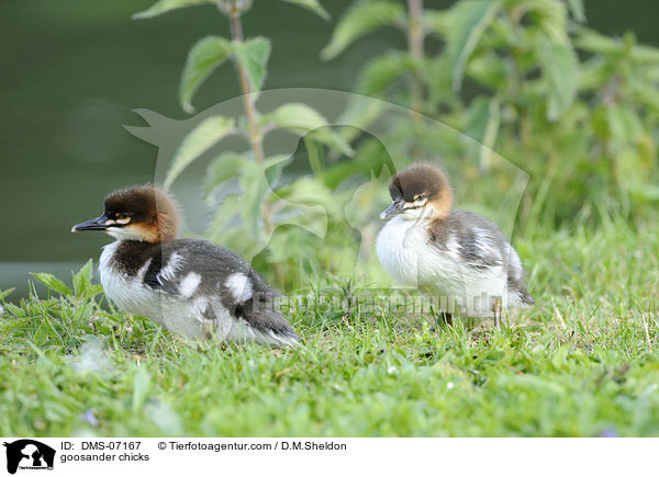 Gnsesger Kken / goosander chicks / DMS-07167