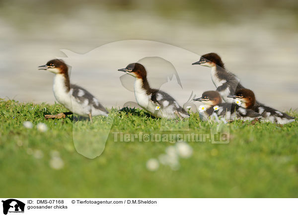 Gnsesger Kken / goosander chicks / DMS-07168