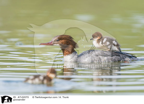 Gnsesger / goosander / AT-02070