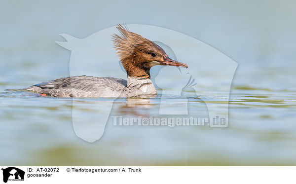 Gnsesger / goosander / AT-02072