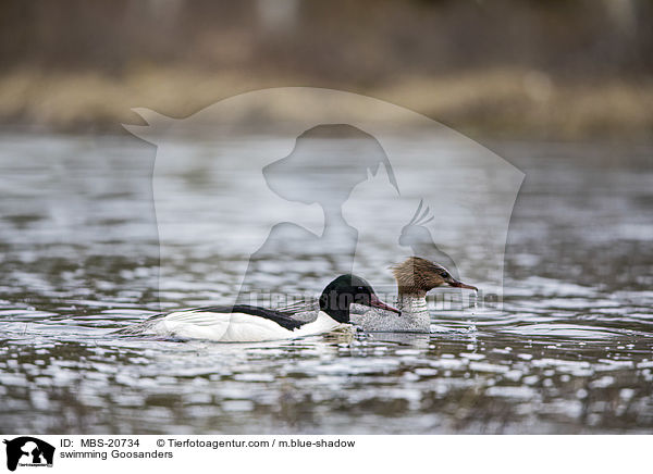 swimming Goosanders / MBS-20734