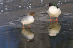 goosander