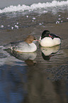 goosander