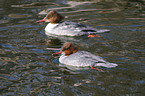 goosanders