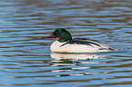 goosander