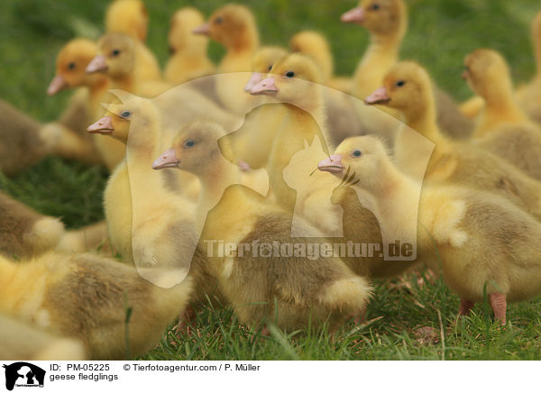 Gnse Kken / geese fledglings / PM-05225