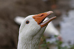 goose