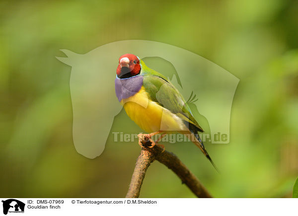 Gouldian finch / DMS-07969