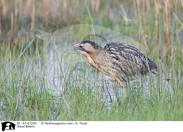 Rohrdommel / Great Bittern / AT-01255