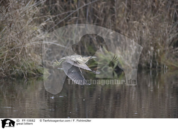 Rohrdommel / great bittern / FF-10682