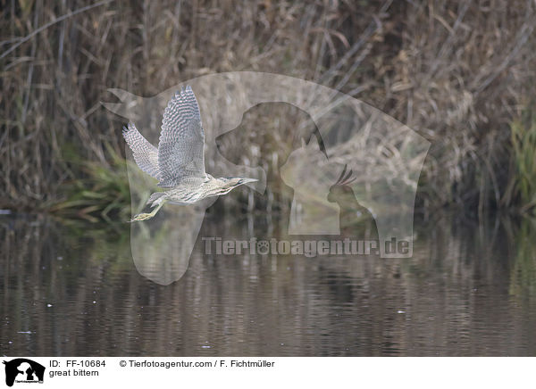 Rohrdommel / great bittern / FF-10684