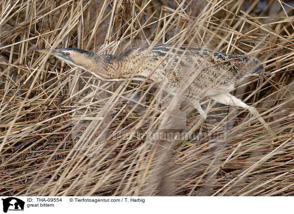 great bittern / THA-09554