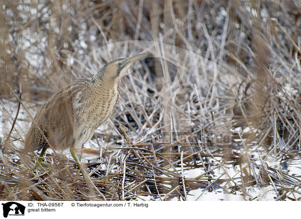 great bittern / THA-09567