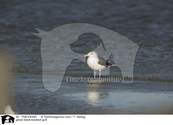 Mantelmwe / great black-backed gull / THA-04495