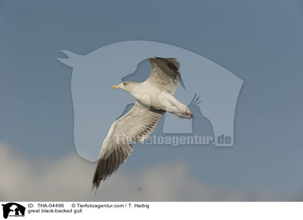 Mantelmwe / great black-backed gull / THA-04496