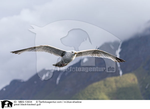 Mantelmwe / great black-backed gull / MBS-13934