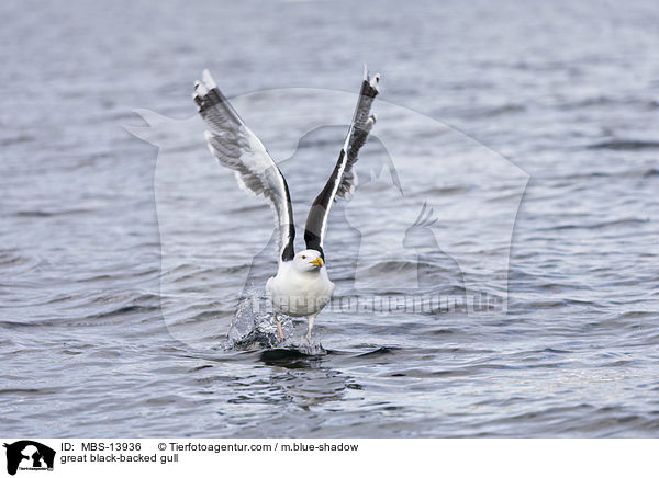 Mantelmwe / great black-backed gull / MBS-13936