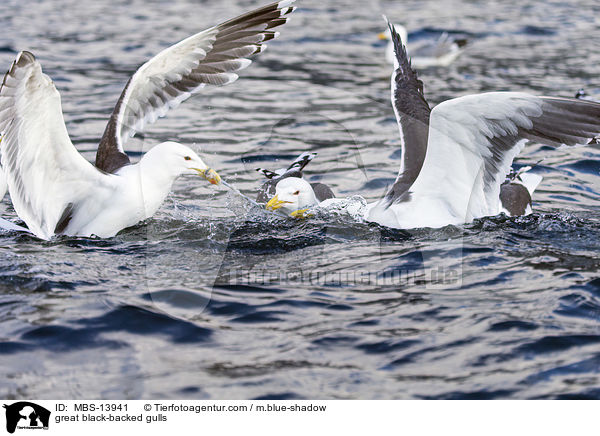 Mantelmwen / great black-backed gulls / MBS-13941