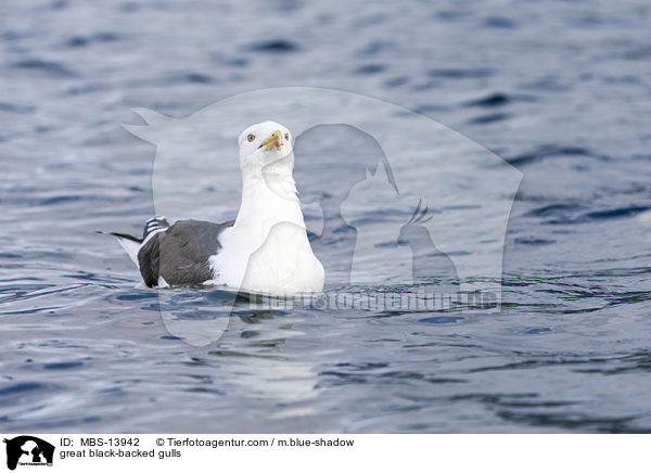 Mantelmwen / great black-backed gulls / MBS-13942