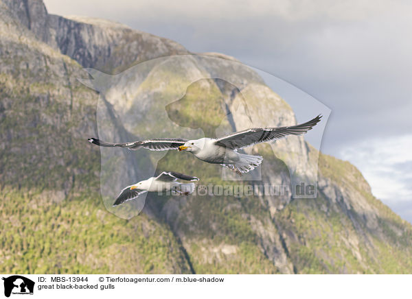 Mantelmwen / great black-backed gulls / MBS-13944