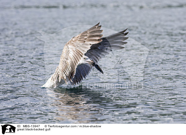 Mantelmwe / great black-backed gull / MBS-13947