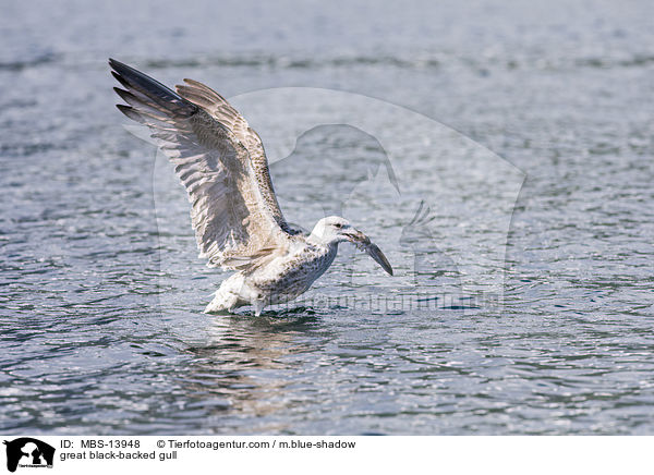 Mantelmwe / great black-backed gull / MBS-13948