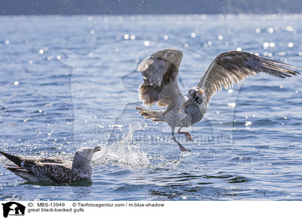 Mantelmwen / great black-backed gulls / MBS-13949