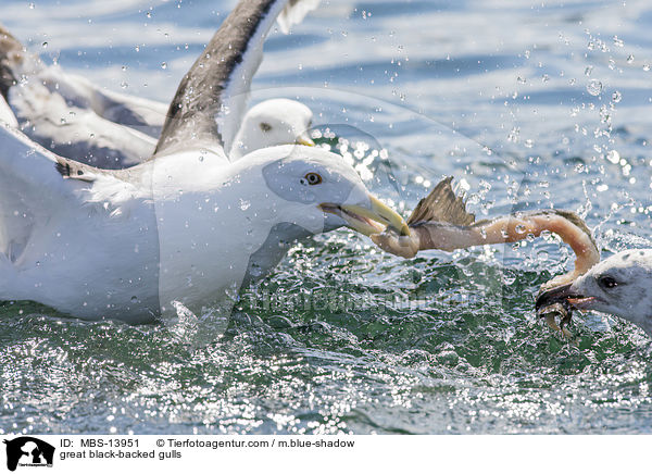 Mantelmwen / great black-backed gulls / MBS-13951