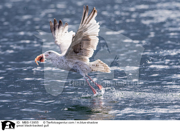 Mantelmwe / great black-backed gull / MBS-13955