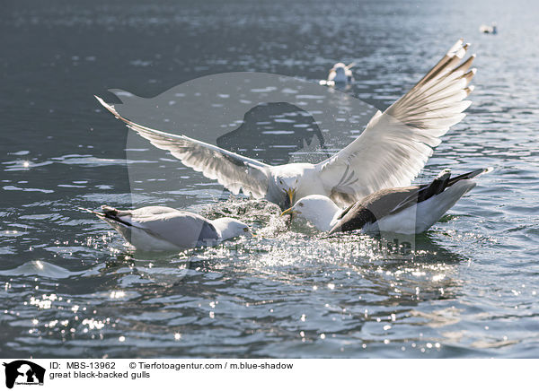 Mantelmwen / great black-backed gulls / MBS-13962