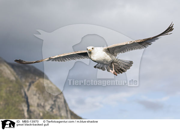 Mantelmwe / great black-backed gull / MBS-13970