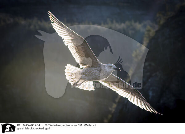 Mantelmwe / great black-backed gull / MAW-01454