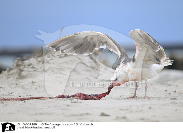 Mantelmwe / great black-backed seagull / DV-04189