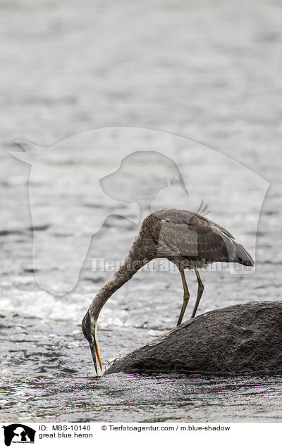 Kanadareiher / great blue heron / MBS-10140