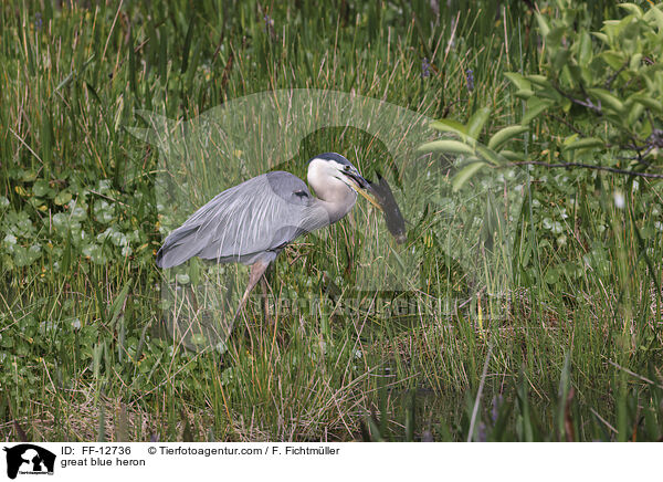 Kanadareiher / great blue heron / FF-12736