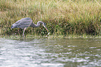 great blue heron