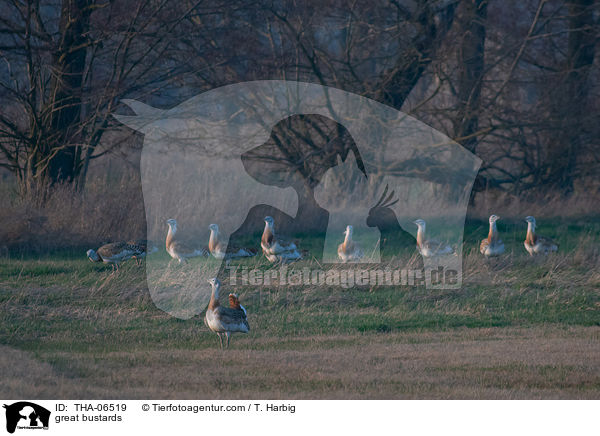 Grotrappen / great bustards / THA-06519