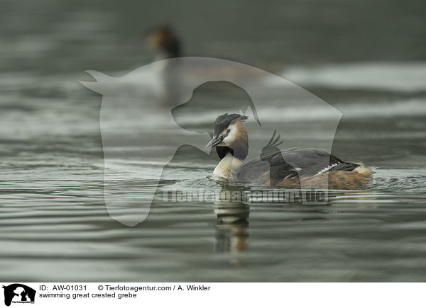 swimming great crested grebe / AW-01031