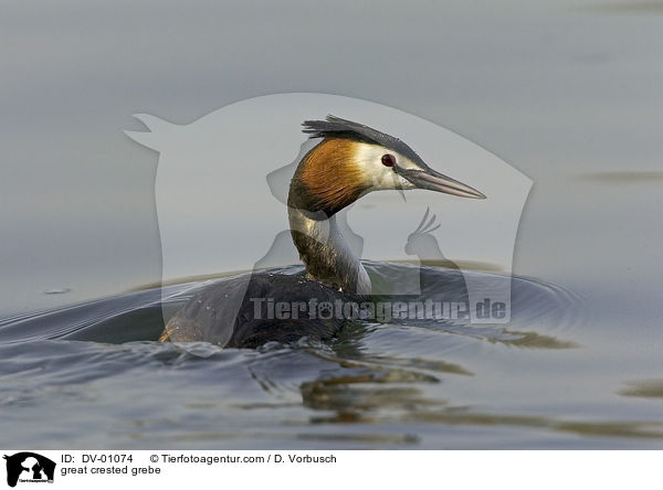 great crested grebe / DV-01074