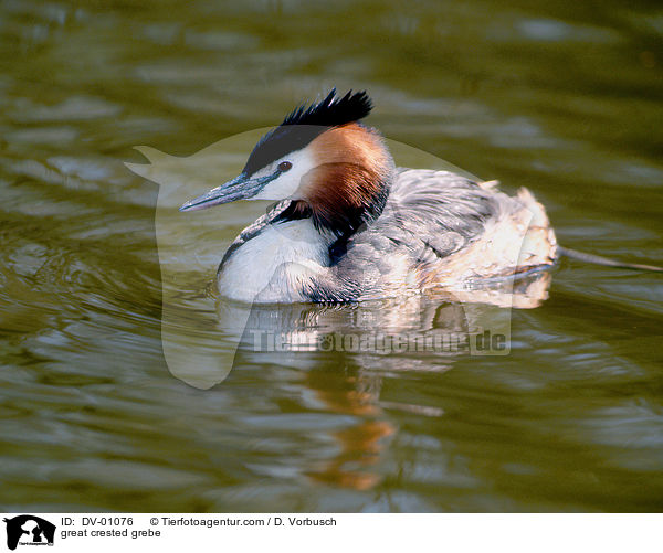 great crested grebe / DV-01076
