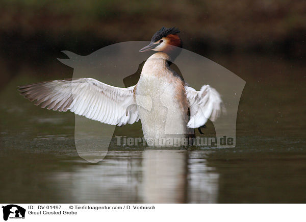 Great Crested Grebe / DV-01497