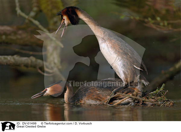 Great Crested Grebe / DV-01499