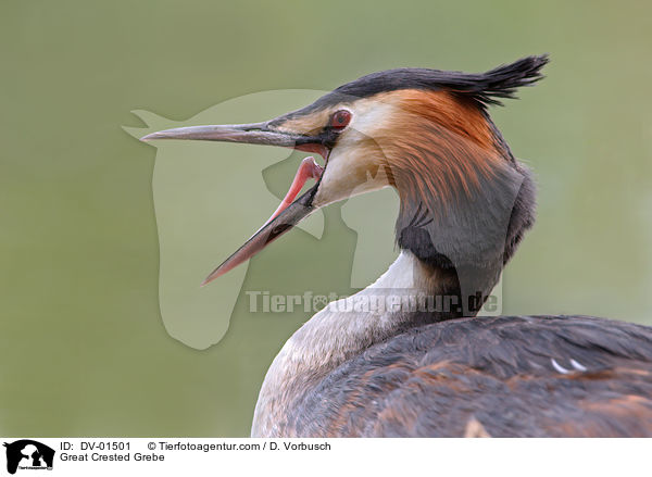 Great Crested Grebe / DV-01501