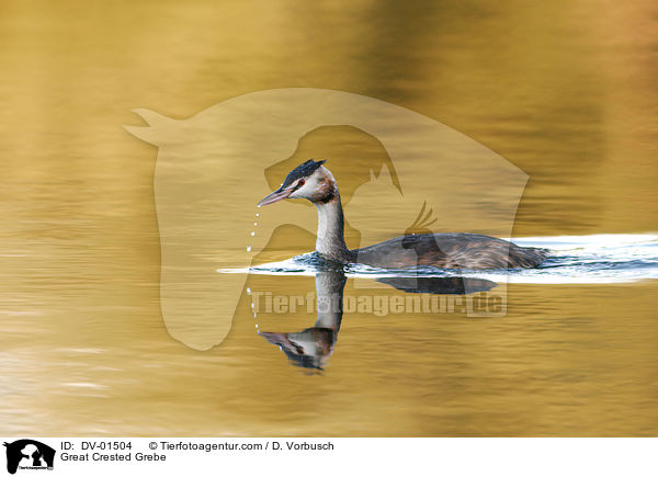 Great Crested Grebe / DV-01504