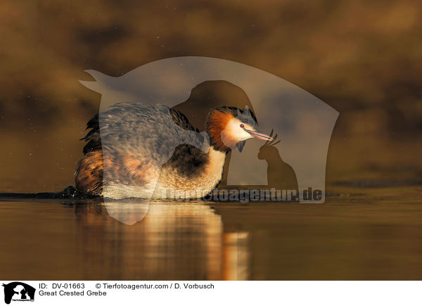 Great Crested Grebe / DV-01663