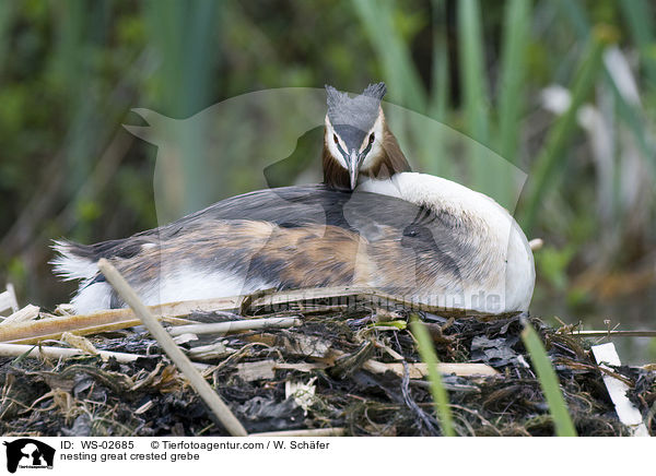 nistender Haubentaucher / nesting great crested grebe / WS-02685