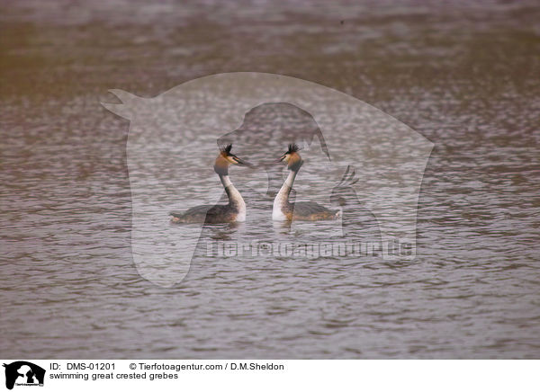 schwimmende Haubentaucher / swimming great crested grebes / DMS-01201