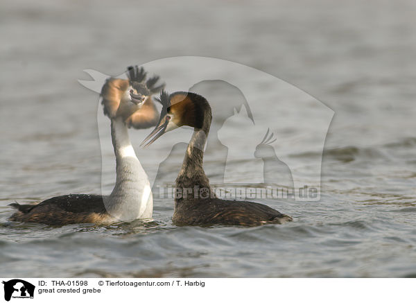 great crested grebe / THA-01598