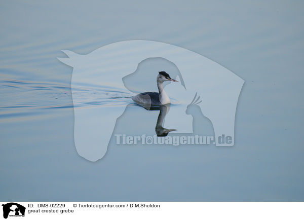 Haubentaucher / great crested grebe / DMS-02229